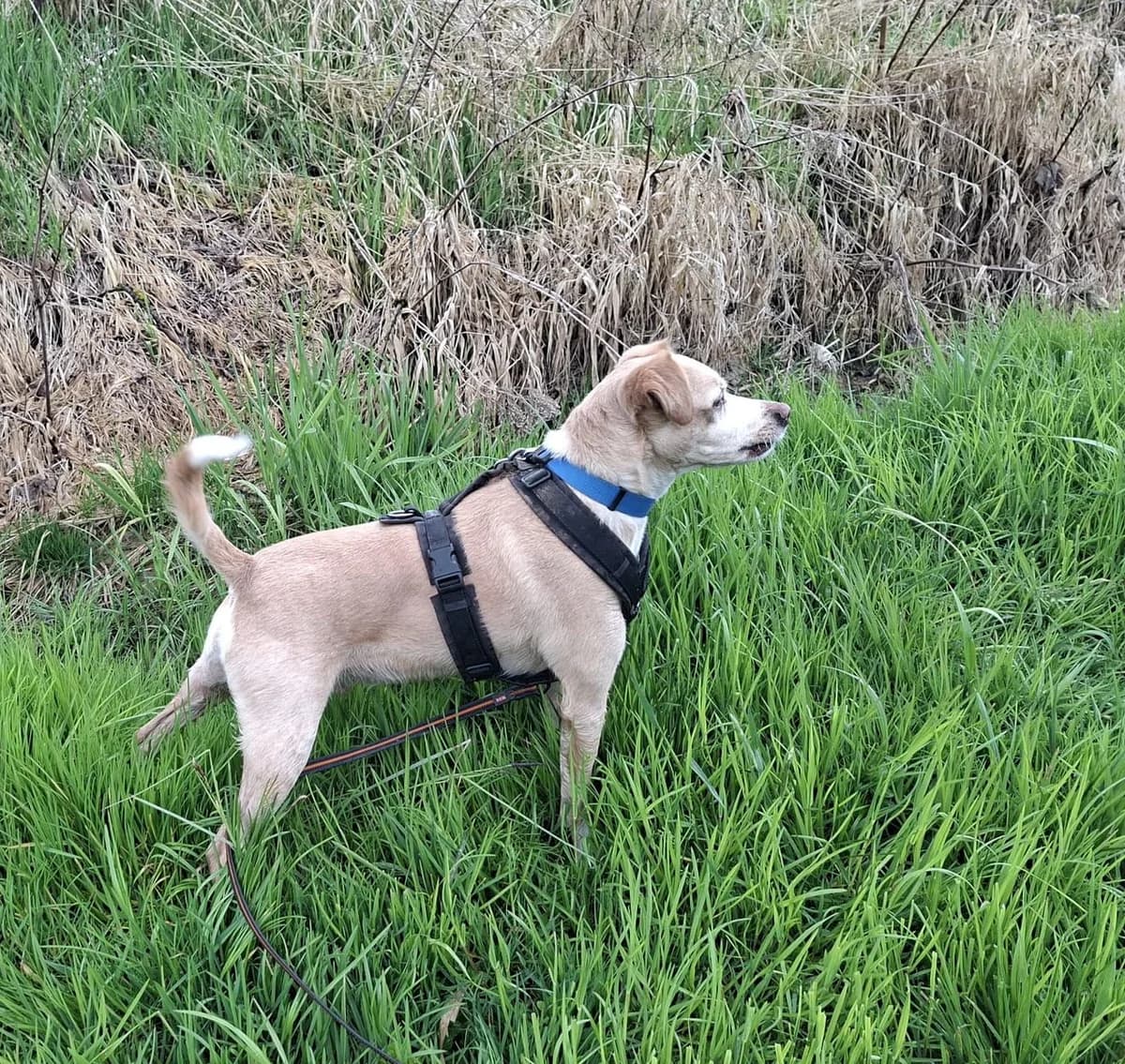 Ruf, Presa Canario (Tierheim Tellen)