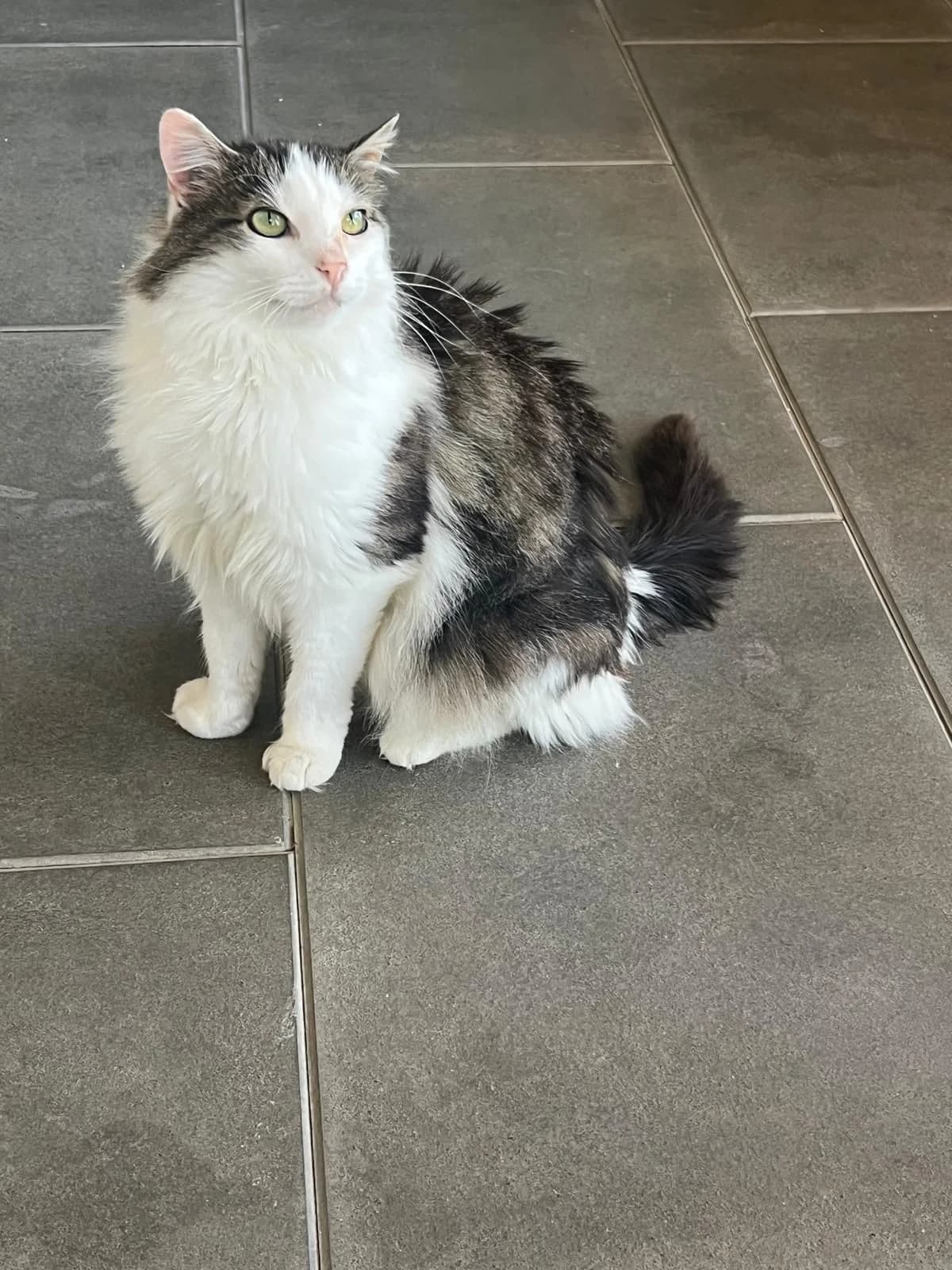 Maya, female 7yo mixed breed for adoption at Tierheim Tellen