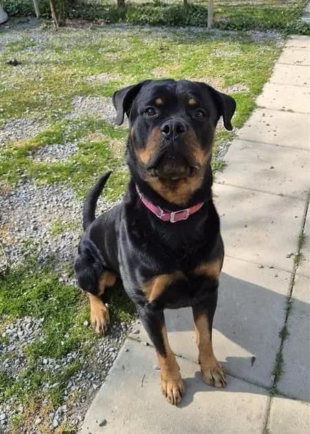 Max, male 5yo Presa Canario for adoption at Tierheim Tellen