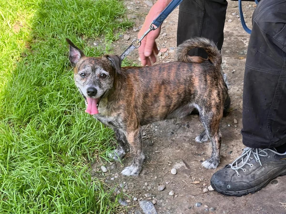 Ruf, male 6yo Presa Canario for adoption at Tierheim Tellen