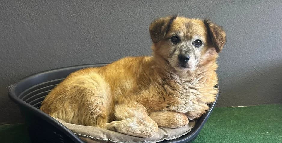 Aaron,  Mixed Breed for adoption at Tierhof mit Herz