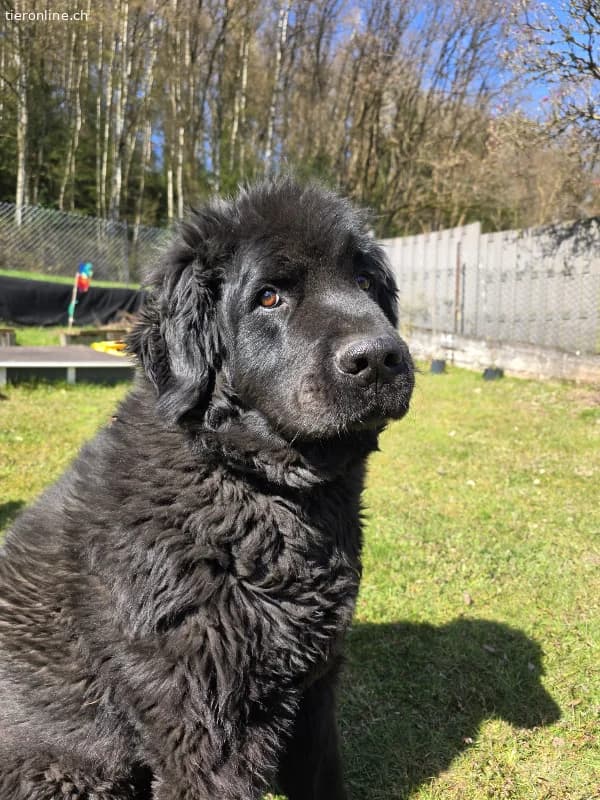 Friedlicher Balu, m.kastr., geb.10.11.2018, Gewich, male Newfoundland for adoption at Tieronline.ch, Zürich