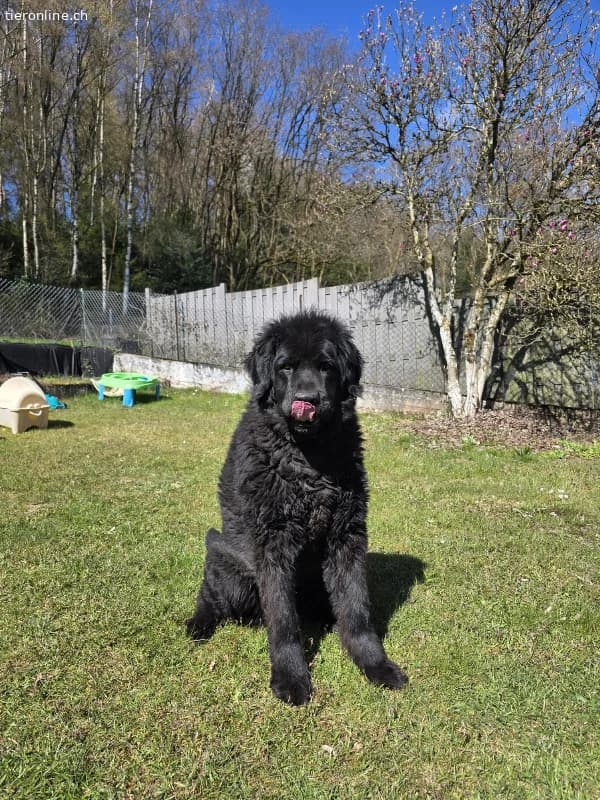 Friedlicher Balu, m.kastr., geb.10.11.2018, Gewich, black male Newfoundland for adoption at Tieronline.ch, Zürich — photo 2 of 3