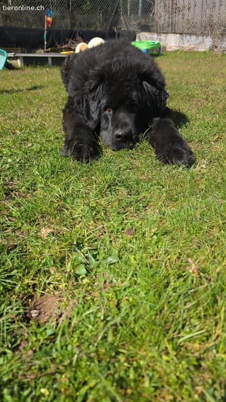 Friedlicher Balu, m.kastr., geb.10.11.2018, Gewich, black male Newfoundland for adoption at Tieronline.ch, Zürich — photo 3 of 3