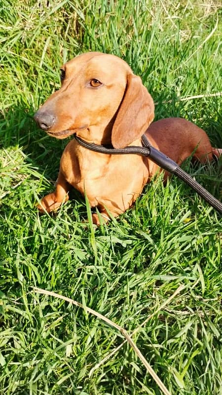 Waldi, Kurzhaardackel, Vermittelt, male Dachshund for adoption at Nationwide