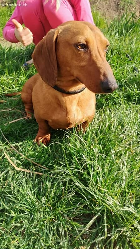 Waldi, Kurzhaardackel, Vermittelt, male Dachshund for adoption at Tieronline.ch, Nationwide photo 2