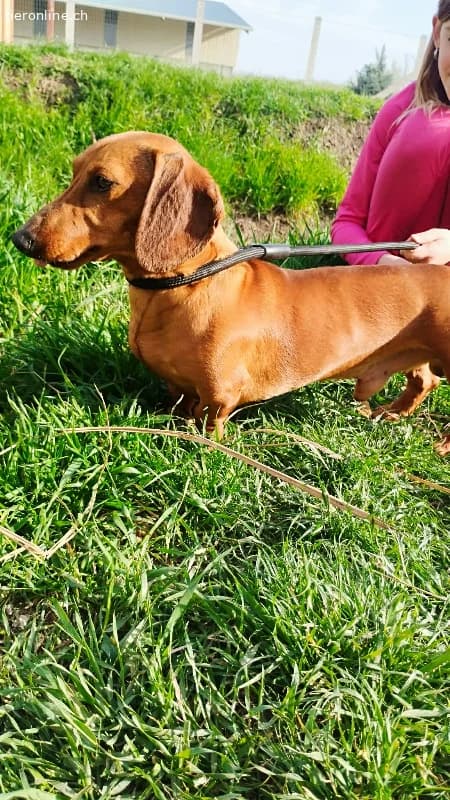 Waldi, Kurzhaardackel, Vermittelt, male Dachshund for adoption at Tieronline.ch, Nationwide photo 3