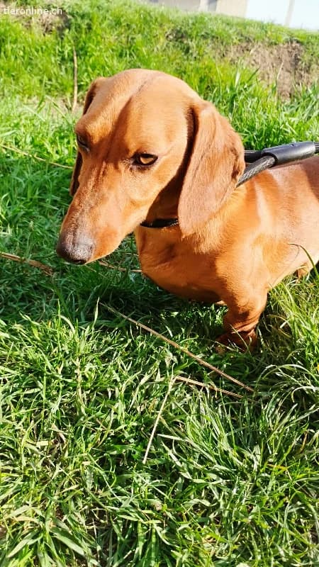 Waldi, Kurzhaardackel, Vermittelt, male Dachshund for adoption at Tieronline.ch, Nationwide photo 4