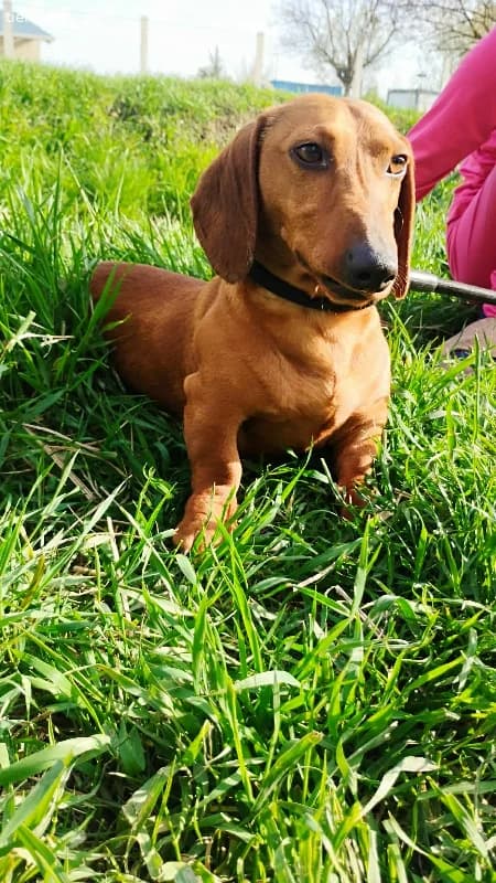 Waldi, Kurzhaardackel, Vermittelt, male Dachshund for adoption at Tieronline.ch, Nationwide photo 5