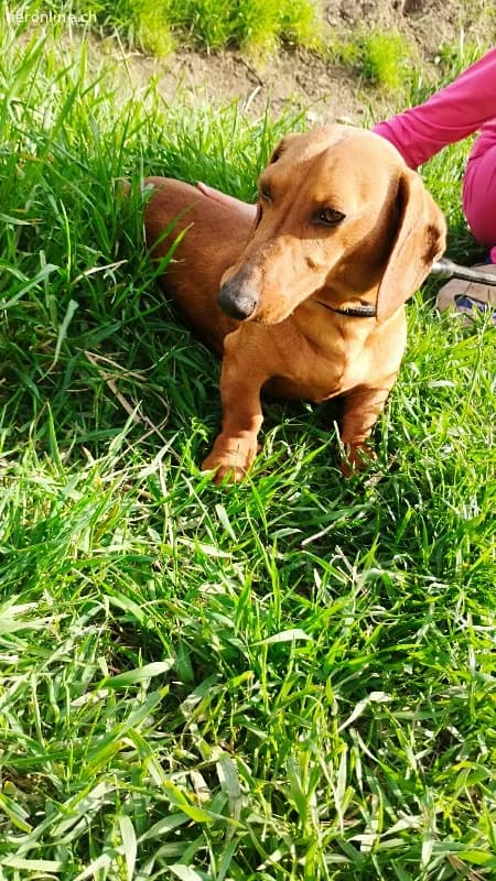 Waldi, Kurzhaardackel, Vermittelt, male Dachshund for adoption at Tieronline.ch, Nationwide photo 6