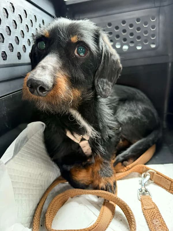 Moritz, Rauhaardackel, Vermittelt, male Dachshund for adoption at Nationwide