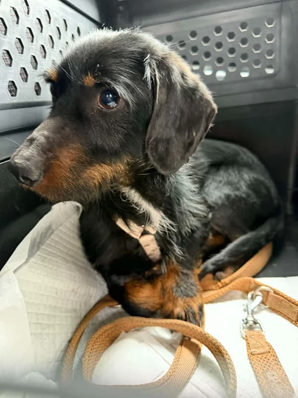 Moritz, Rauhaardackel, Vermittelt, male Dachshund for adoption at Tieronline.ch, Nationwide photo 2