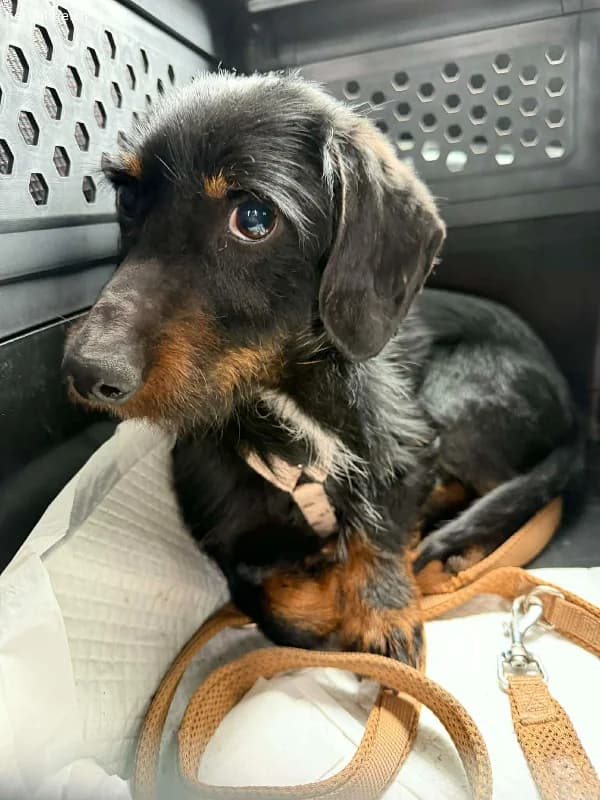 Moritz, Rauhaardackel, Vermittelt, male Dachshund for adoption at Tieronline.ch, Nationwide photo 3