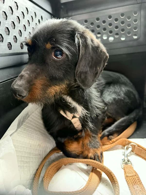 Moritz, Rauhaardackel, Vermittelt, male Dachshund for adoption at Tieronline.ch, Nationwide photo 4