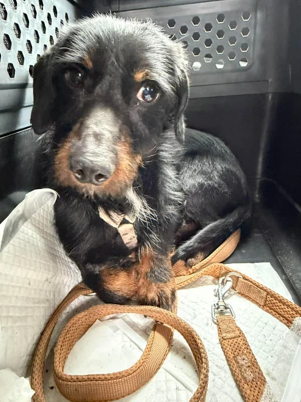 Moritz, Rauhaardackel, Vermittelt, male Dachshund for adoption at Tieronline.ch, Nationwide photo 5