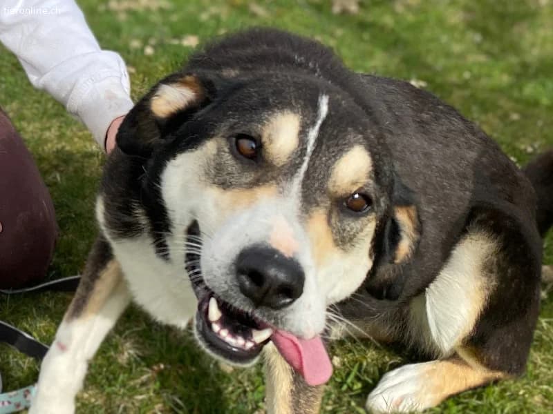 Ein starker Charakter mit grossem Herz sucht seine, male Mixed Breed for adoption at Tieronline.ch, Zürich