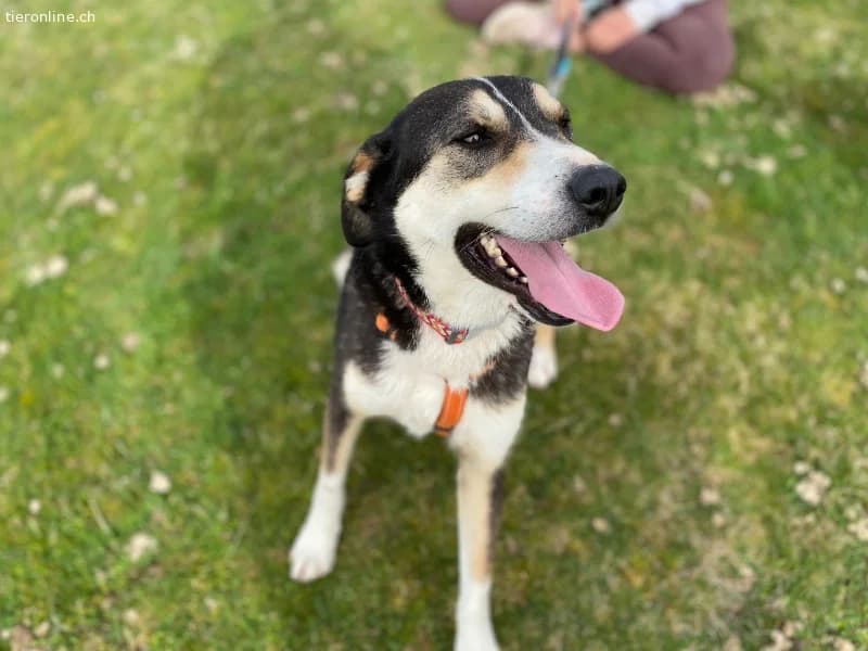 Ein starker Charakter mit grossem Herz sucht seine, male Mixed Breed for adoption at Tieronline.ch, Zürich — photo 2 of 6