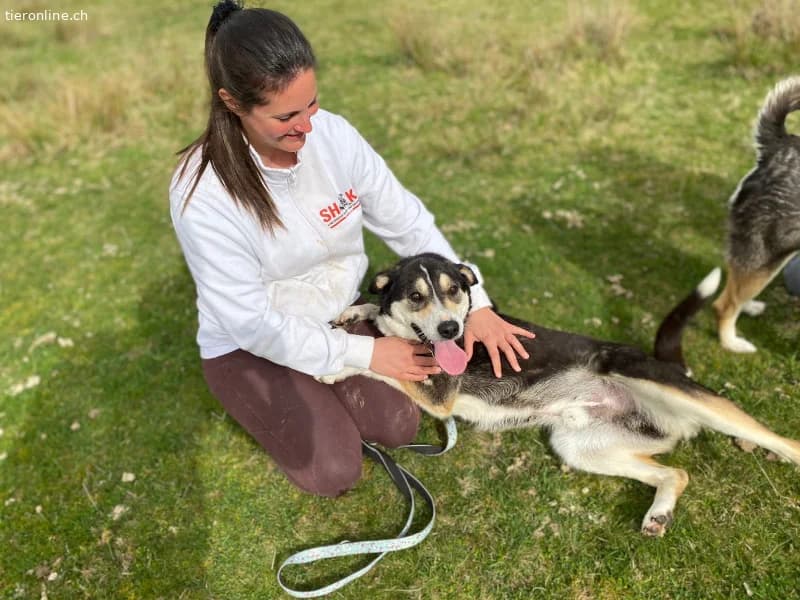 Ein starker Charakter mit grossem Herz sucht seine, male Mixed Breed for adoption at Tieronline.ch, Zürich — photo 3 of 6