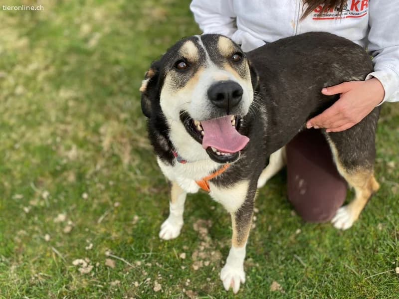 Ein starker Charakter mit grossem Herz sucht seine, male Mixed Breed for adoption at Tieronline.ch, Zürich — photo 4 of 6