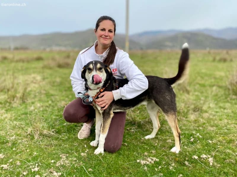 Ein starker Charakter mit grossem Herz sucht seine, male Mixed Breed for adoption at Tieronline.ch, Zürich — photo 5 of 6