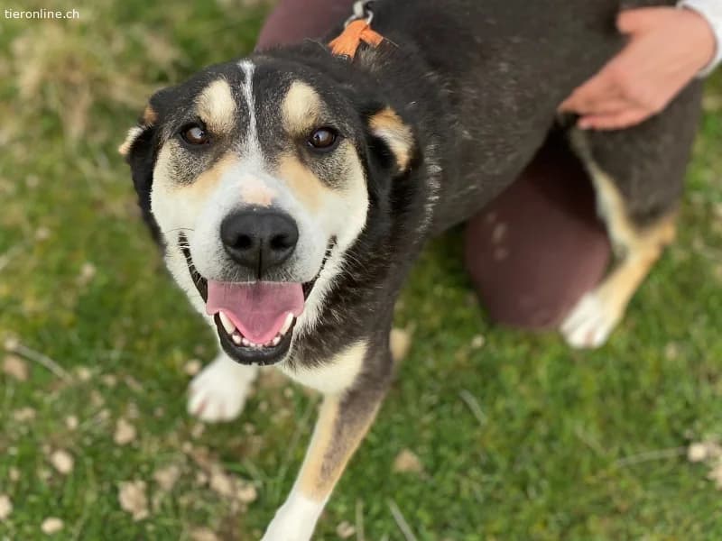Ein starker Charakter mit grossem Herz sucht seine, male Mixed Breed for adoption at Tieronline.ch, Zürich — photo 6 of 6