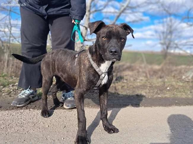 FINDUS, lustiger Mixbub, ca. 10 Mo, 46cm, 16,5kg*r, male mixed breed for adoption at Tieronline.ch, Zürich