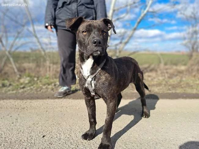 FINDUS, lustiger Mixbub, ca. 10 Mo, 46cm, 16,5kg*r, male mixed breed for adoption at Tieronline.ch, Zürich — photo 2 of 6