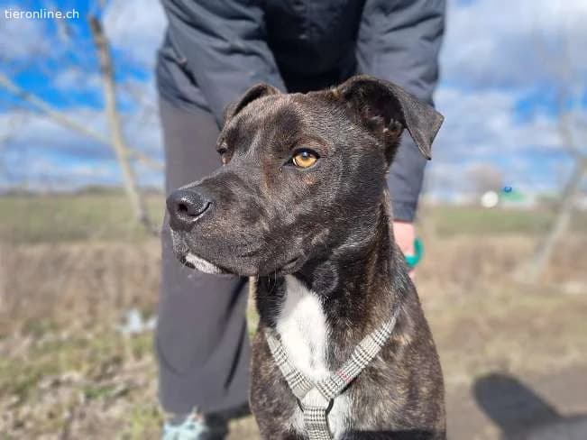 FINDUS, lustiger Mixbub, ca. 10 Mo, 46cm, 16,5kg*r, male mixed breed for adoption at Tieronline.ch, Zürich — photo 3 of 6