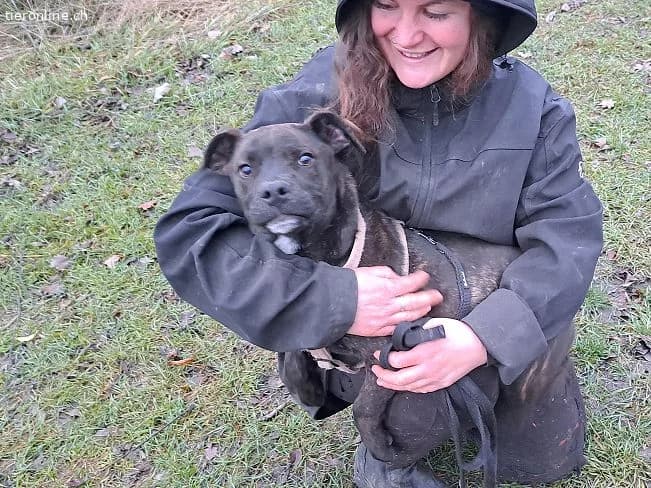 FINDUS, lustiger Mixbub, ca. 10 Mo, 46cm, 16,5kg*r, male mixed breed for adoption at Tieronline.ch, Zürich — photo 4 of 6
