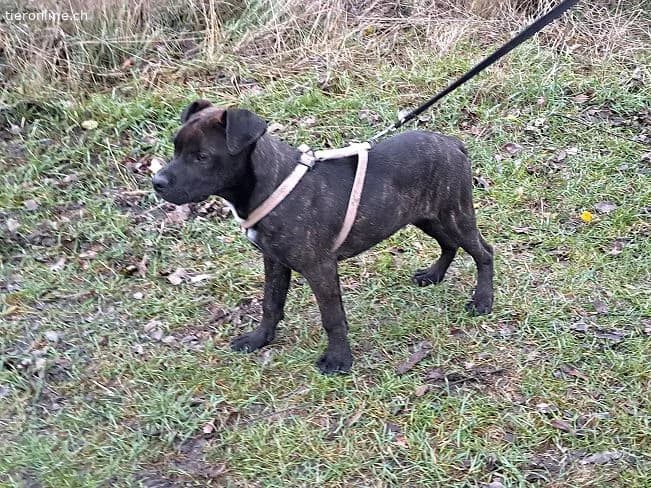 FINDUS, lustiger Mixbub, ca. 10 Mo, 46cm, 16,5kg*r, male mixed breed for adoption at Tieronline.ch, Zürich — photo 5 of 6