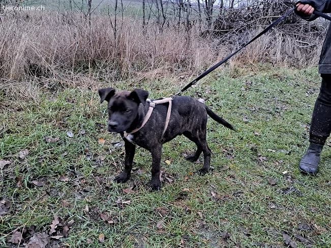 FINDUS, lustiger Mixbub, ca. 10 Mo, 46cm, 16,5kg*r, male mixed breed for adoption at Tieronline.ch, Zürich — photo 6 of 6