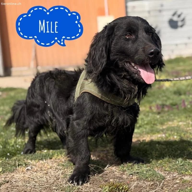 Mile ein ganz besonderer Schatz, male Dachshund for adoption at Nationwide