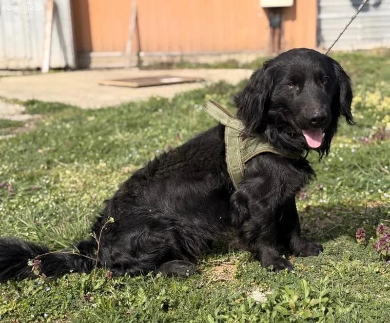 Mile ein ganz besonderer Schatz, male Dachshund for adoption at Tieronline.ch, Zürich — photo 2 of 6