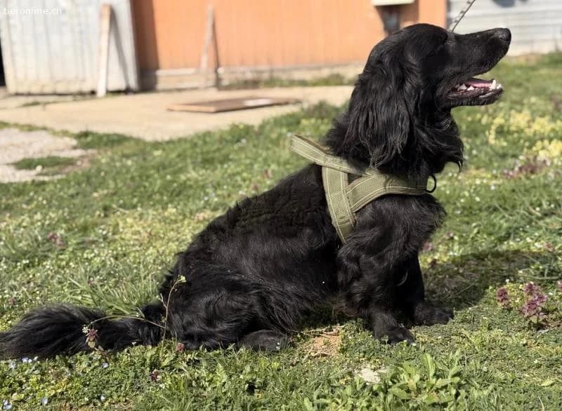 Mile ein ganz besonderer Schatz, male Dachshund for adoption at Tieronline.ch, Zürich — photo 3 of 6