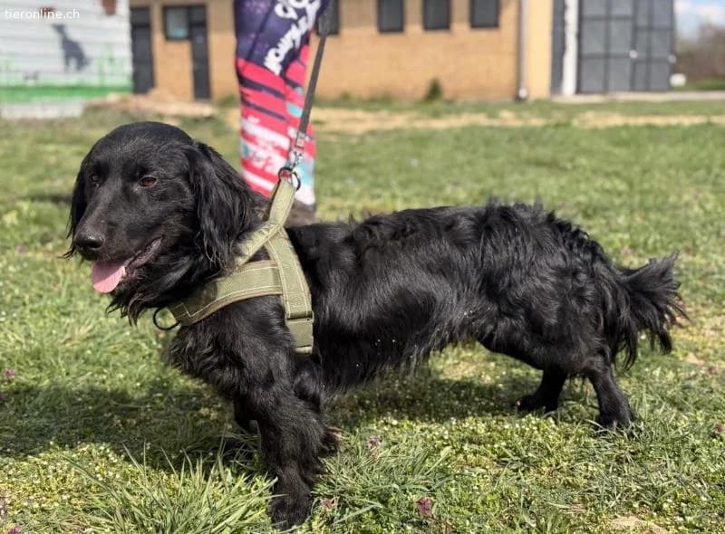 Mile ein ganz besonderer Schatz, male Dachshund for adoption at Tieronline.ch, Zürich — photo 4 of 6