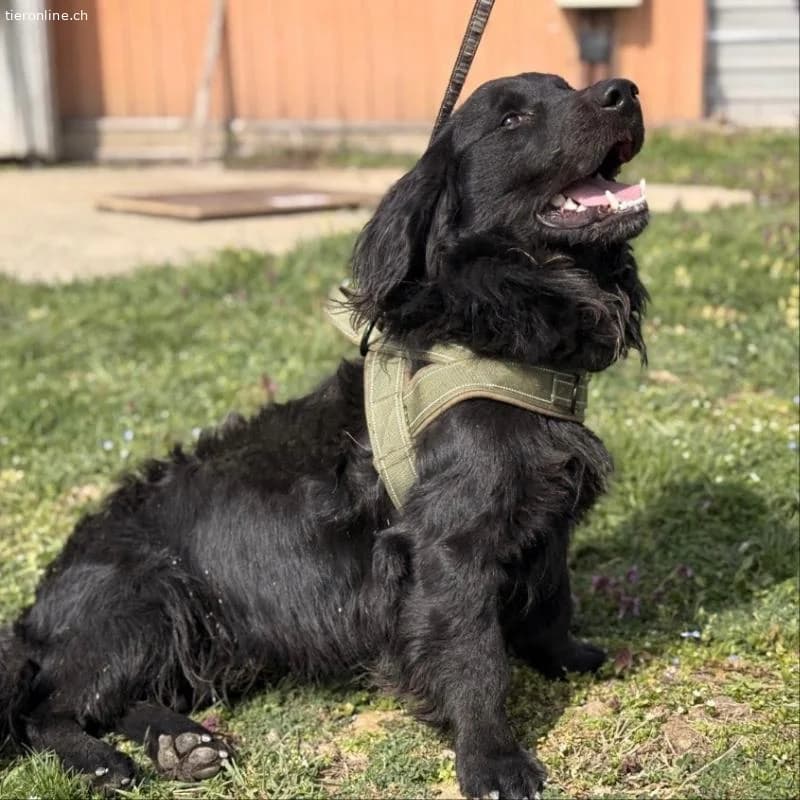Mile ein ganz besonderer Schatz, male Dachshund for adoption at Tieronline.ch, Zürich — photo 5 of 6