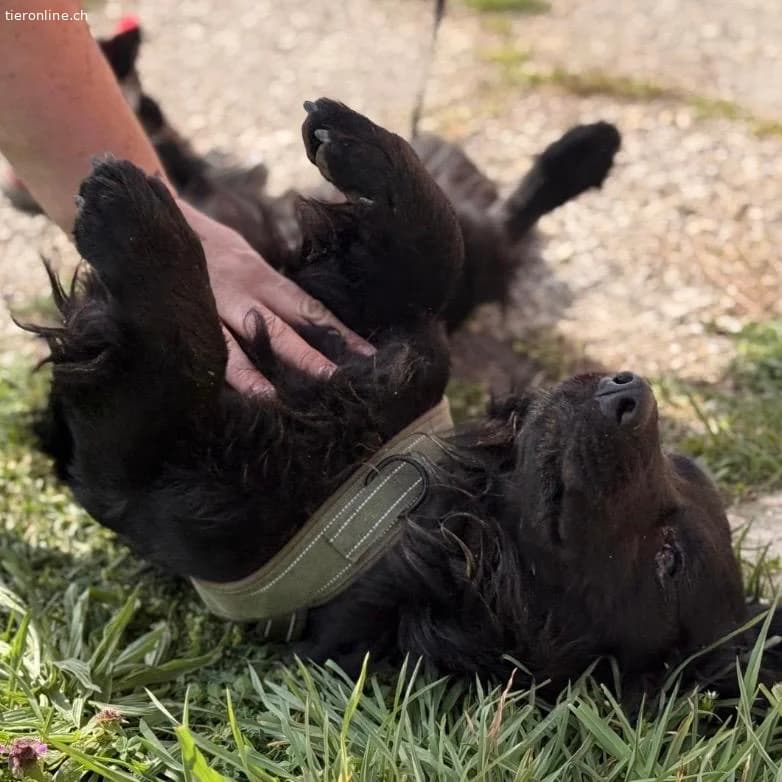 Mile ein ganz besonderer Schatz, male Dachshund for adoption at Tieronline.ch, Zürich — photo 6 of 6
