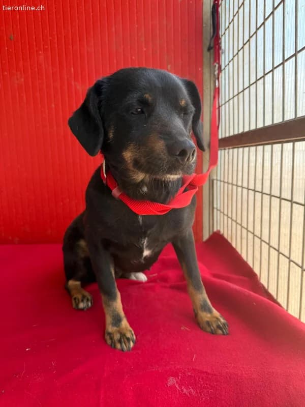 Kitty, Mischling, Vermittelt, female Mixed Breed for adoption at Nationwide