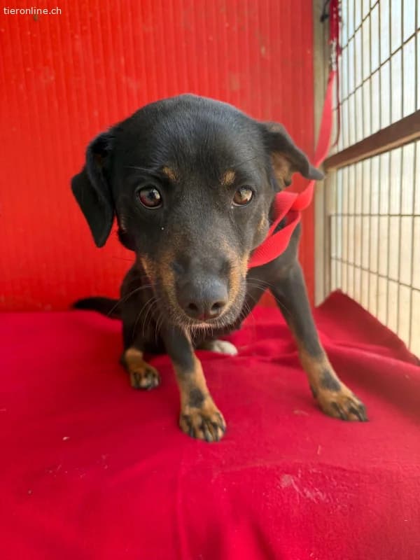 Kitty, Mischling, Vermittelt, female Mixed Breed for adoption at Tieronline.ch, Nationwide photo 2