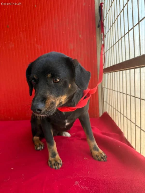 Kitty, Mischling, Vermittelt, female Mixed Breed for adoption at Tieronline.ch, Nationwide photo 3