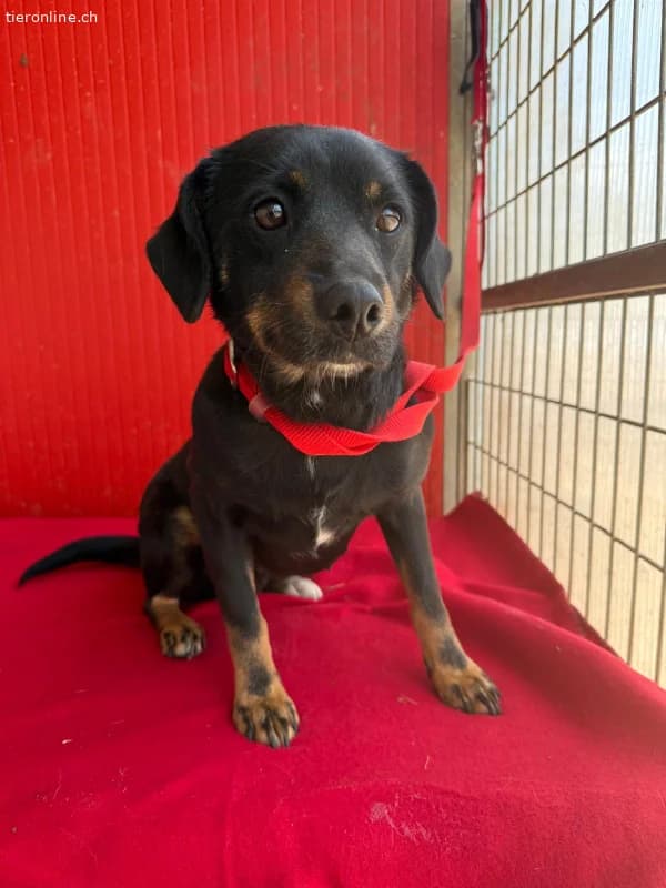 Kitty, Mischling, Vermittelt, female Mixed Breed for adoption at Tieronline.ch, Nationwide photo 4