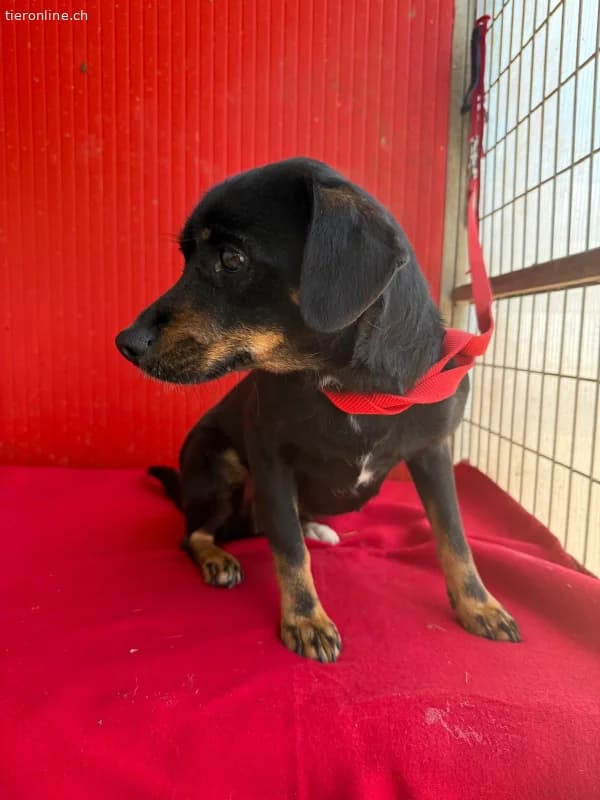 Kitty, Mischling, Vermittelt, female Mixed Breed for adoption at Tieronline.ch, Nationwide photo 5