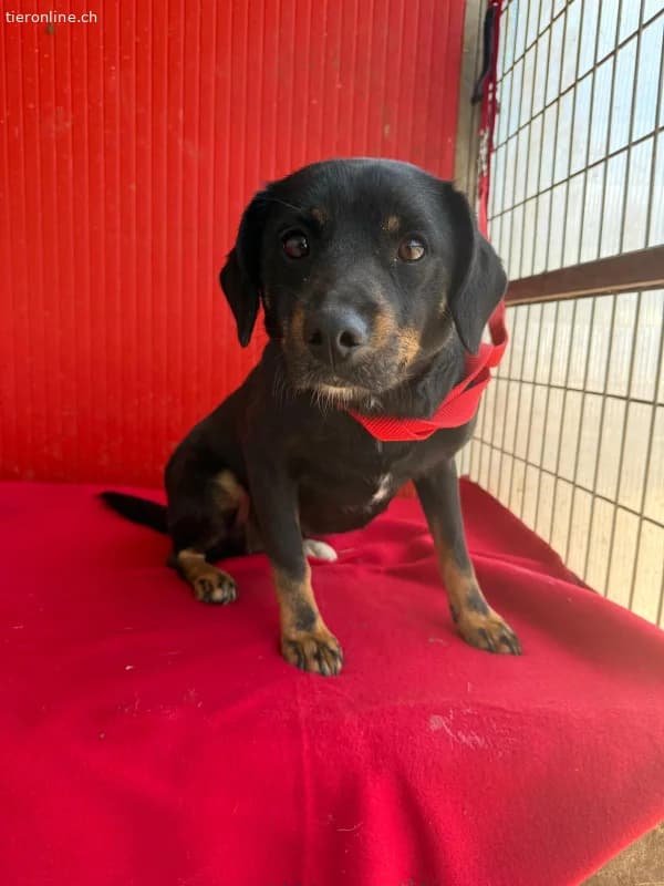 Kitty, Mischling, Vermittelt, female Mixed Breed for adoption at Tieronline.ch, Nationwide photo 6