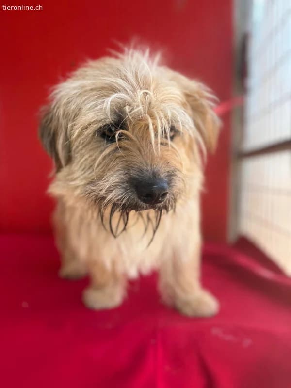 Melody, Havaneser, female Havanese for adoption at Tieronline.ch, Nationwide photo 2