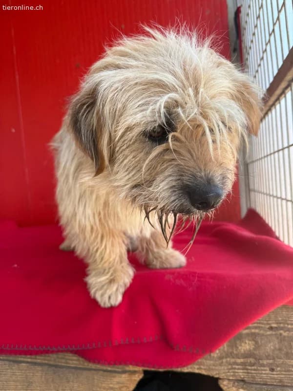 Melody, Havaneser, female Havanese for adoption at Tieronline.ch, Nationwide photo 3