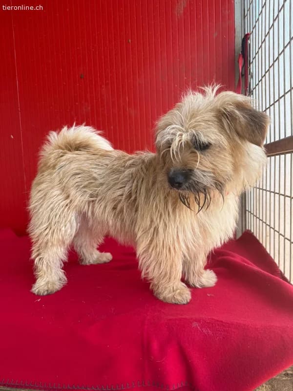 Melody, Havaneser, female Havanese for adoption at Tieronline.ch, Nationwide photo 4