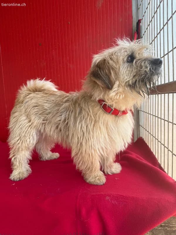 Melody, Havaneser, female Havanese for adoption at Tieronline.ch, Nationwide photo 5