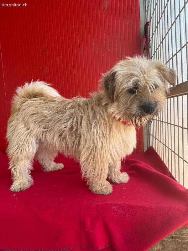 Melody, Havaneser, female Havanese for adoption at Tieronline.ch, Nationwide photo 6