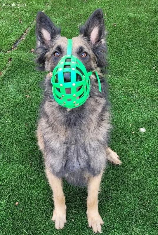 Wusa, male Belgian Tervuren for adoption at Tieronline.ch, Zürich — photo 2 of 6