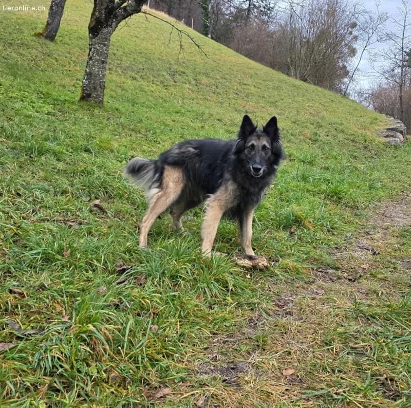 Wusa, male Belgian Tervuren for adoption at Tieronline.ch, Zürich — photo 3 of 6